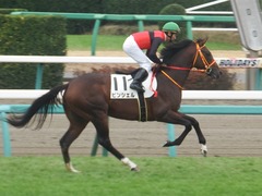 20181223 中山3R 2歳未勝利 ピンシェル 20
