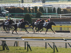 20150221 東京2R 3歳未勝利 コスモポッポ 10