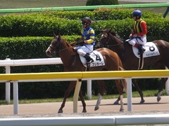 20170521 東京6R 3歳500万下 ブリラーレ 24