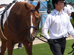 20150912 中山5R 2歳メイクデビュー ヤマニンリュウセイ 07