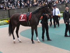 20141108 東京11R 京王杯2歳S マイネルグルマン 11