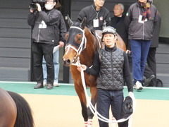 20150321 中山10R 韓国馬事会杯 ショウナンアポロン 18