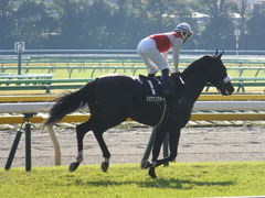20131117 東京 ショウナンアチーヴ 14