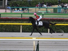 20151031 東京7R 3歳上500万下 コスモポッポ 14