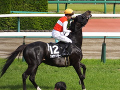 20170416 中山10R 春雷S 4歳上OP ショウナンアチーヴ 16