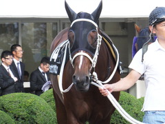 20151004 中山12R 内房S 3歳上1600万下 ショウナンアポロン 02