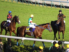 20151025 京都11R 菊花賞(G1) マッサビエル 21
