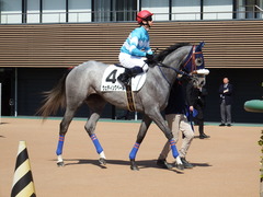 20180304 中山5R 3歳牝馬未勝利 プラチナベール 13
