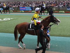 20151129 東京10R ウェルカムS アッシュゴールド 11