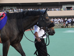 20150720 船橋11R 習志野きらっとS(S3) カベルネフラン 05