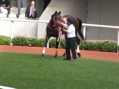 20170924 阪神11R 神戸新聞杯(G2) 3歳OP ホウオウドリーム 17
