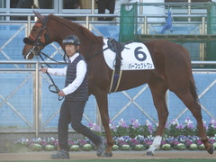 20181228 中山2R 2歳牝馬未勝利 パーフェクトワン 04