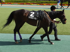 20170506 東京10R メトロポリタンS 4歳上OP マイネルサージュ 07
