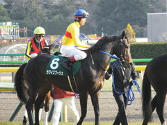 20150221 東京11R ダイヤモンドS(G3) ラブイズブーシェ 12