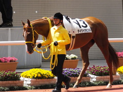 20150404 阪神5R 3歳上500万下 テイケイラピッド 04