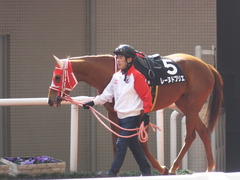 20170225 阪神9R 丹波特別(500) レーヌドブリエ 03