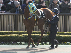 20150221 東京10R 初音S4歳上1600万下 アルマディヴァン 05