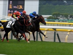 20160528 東京8R 4歳上500万下 トーセンカナロア 18