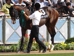 20150921 中山9R 白井特別 ロジダーリング 09
