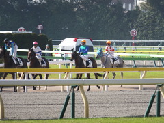 20141026 東京1R トーセンカナロア 12