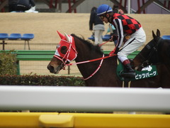 20190216 東京11R ダイヤモンドS(G3) ピッツバーグ 22