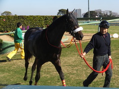 20131221 中山競馬場 ショウナンラグーン 16