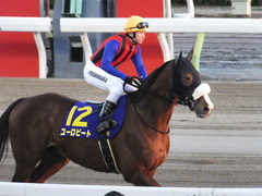 20151229 大井10R 東京大賞典 (G1) ユーロビート 21