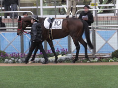 20160123 中山12R 4歳上500万下 トーセンカナロア 06