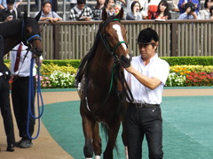 20161008 東京9R 山中湖特別(牝1000) ツクバアスナロ 12