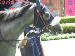 20180506 東京3R 3歳未勝利 ウェディングベール 10