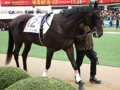 20171224 中山5R 2歳メイクデビュー ダノンシャレード 08