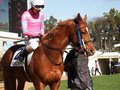 20180113 京都5R 3歳未勝利 ハルキスター 16