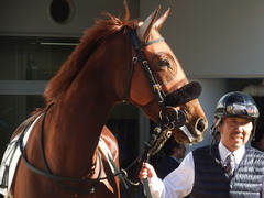 20181228 中山2R 2歳牝馬未勝利 パーフェクトワン 11