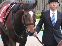 20141108 東京11R 京王杯2歳S マイネルグルマン 06