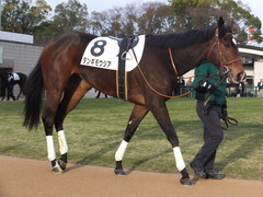 20170114 京都12R 4歳上1000万下 タンギモウジア 11
