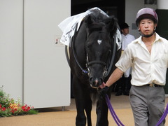 20160911 中山6R 2歳メイクデビュー リュクスワンダー 03