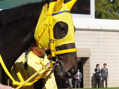 20151025 京都4R 2歳メイクデビュー ブリリョドソル 07