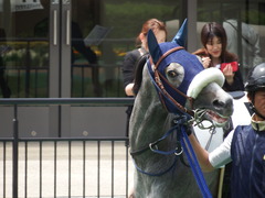 20180506 東京3R 3歳未勝利 ウェディングベール 05