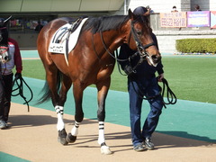 20180217 東京4R 4歳上障害未勝利 トーセンカナロア 02
