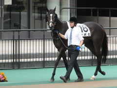 20160605 東京4R 3歳未勝利 ツボミ 02