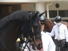 20190331 中山3R 3歳未勝利 ショウナンサジン 12