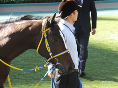 20141116 東京1R ラッシュアタック 08
