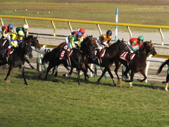 20140928 新潟11R オールカマー サトノノブレス 18