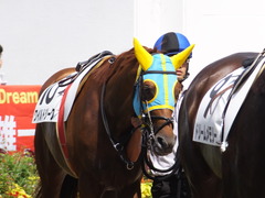 20160910 中山4R 3歳上障害未勝利 ワイルドジーク 02