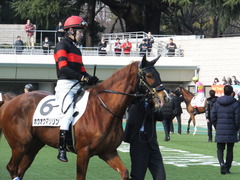20160131 東京1R 3歳未勝利 ホウオウマリリン 06
