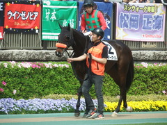 20190421 東京8R (500) ラプターゲイル 13