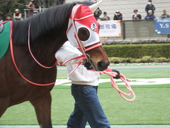 20190216 東京11R ダイヤモンドS(G3) ピッツバーグ 06