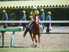 20180224 中山4R 4歳上障害未勝利 アッシュゴールド 14