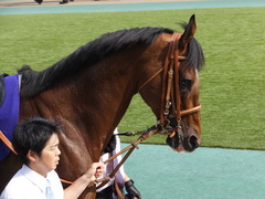 20150607 東京11R 安田記念(G1) モーリス 12