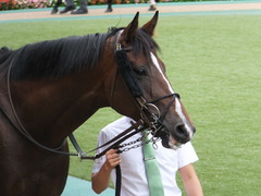 20161009 東京7R (500) プエルト 04